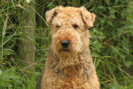 Airedale Terriers